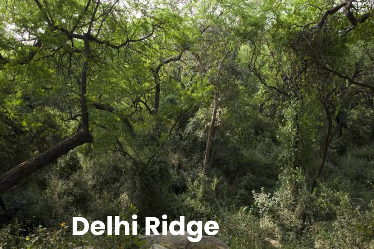 Delhi Ridge