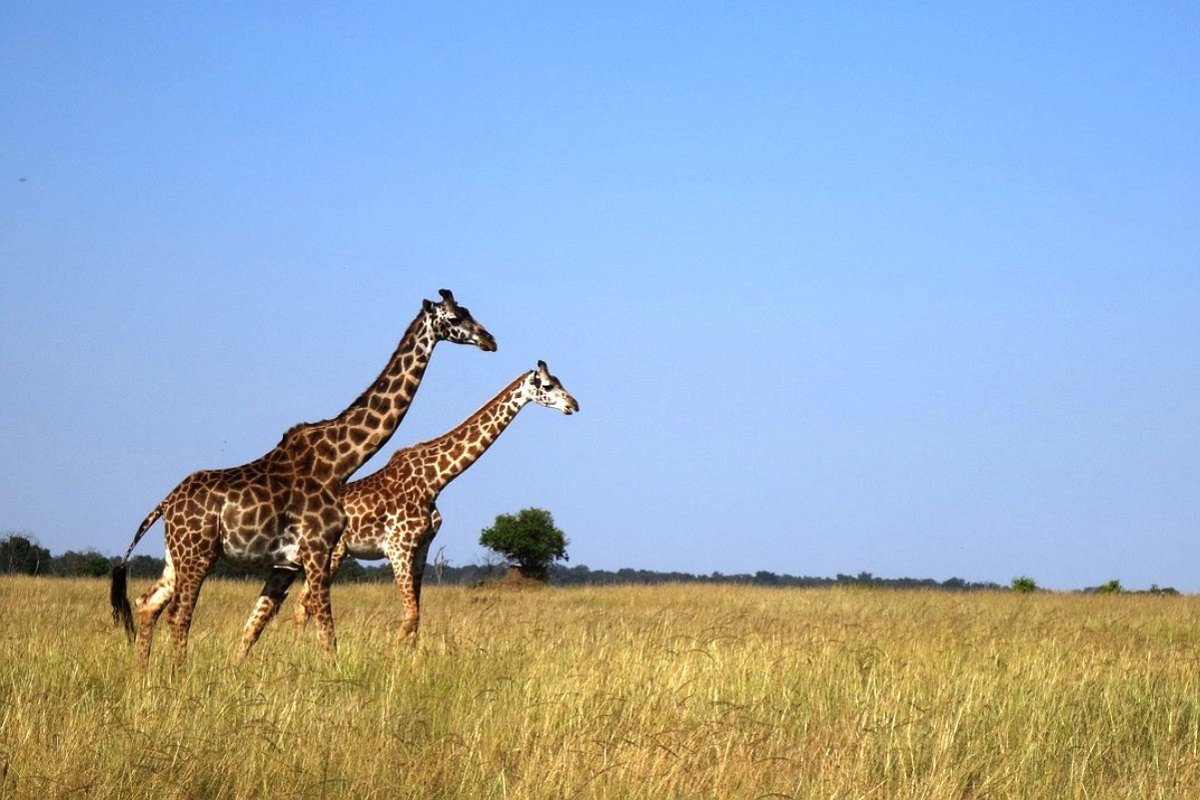 Giraffe-Masai-Mara-Savannah