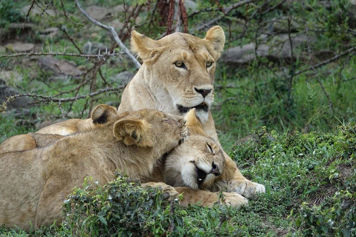 Lions-pride-Masai -Mara