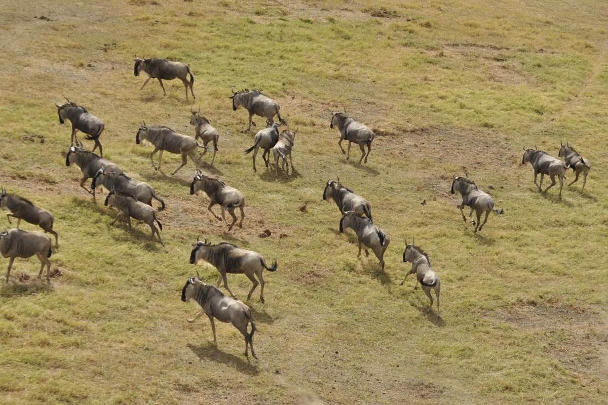 wildbeest-migration-Masai-Mara