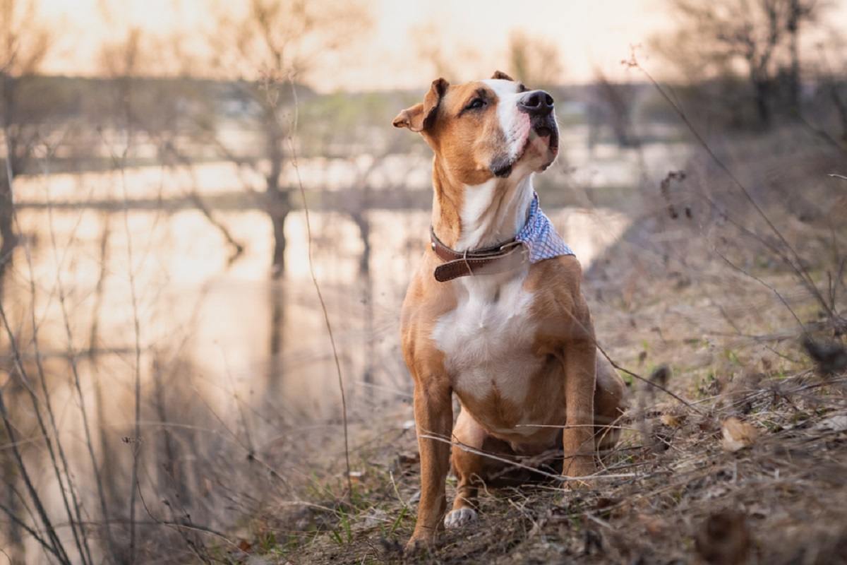 traveling-with-dogs-in-canada-Kawartha Lakes