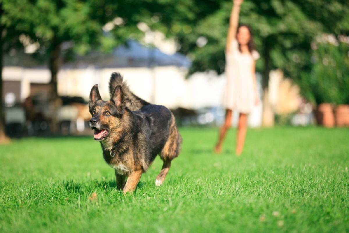 traveling-with-dogs-in-canada-Vancouver