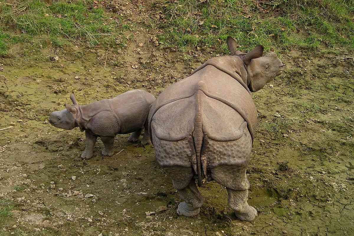 One Horned Rhino In Chitwan National Park