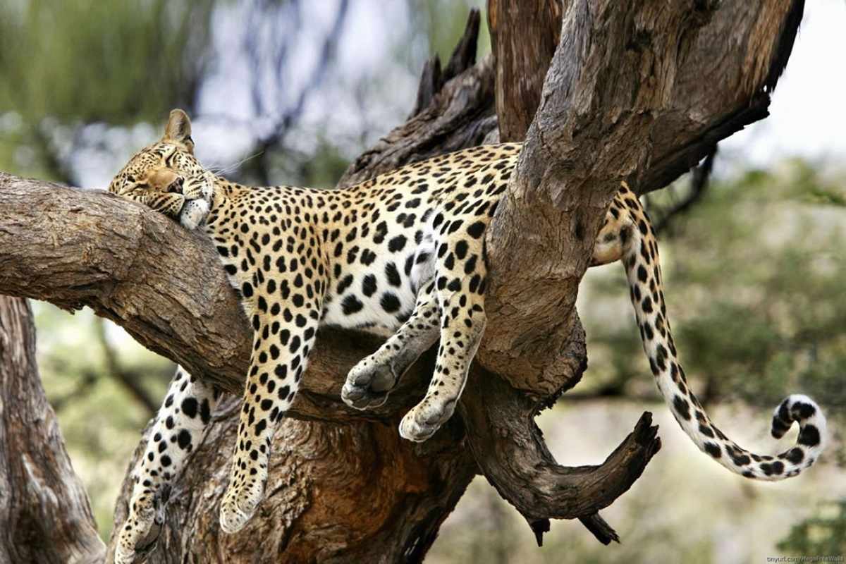 Cheetah - Samburu