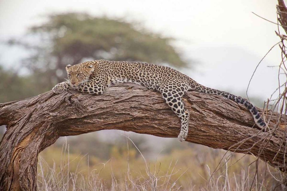 First Timers Guide To Kenyan Safari Holidays