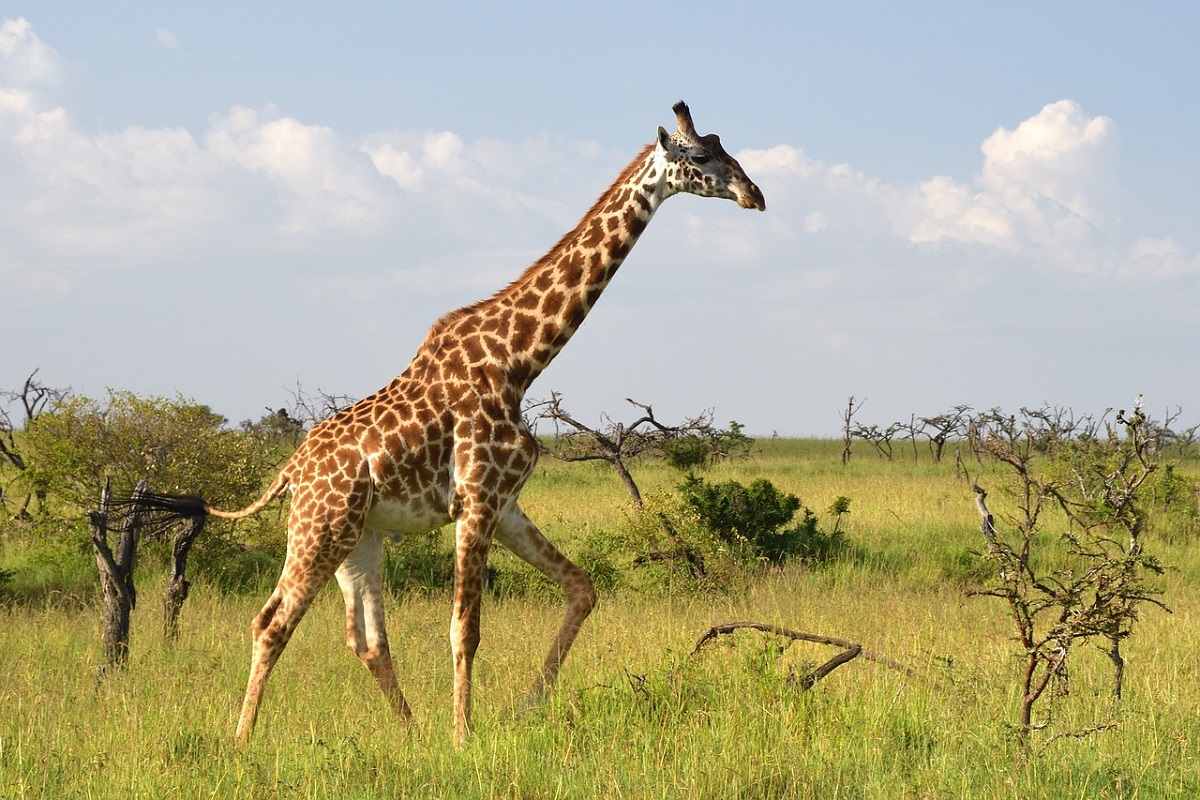 Masai Mara Giraffe