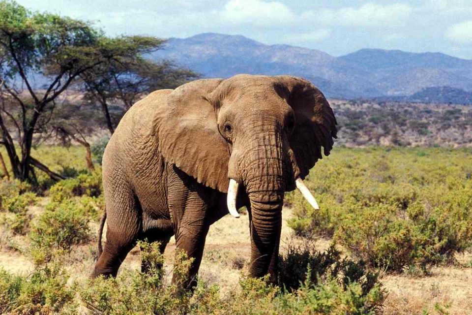 Samburu National Reserve - Kenya's Most Unique Safaris Destination