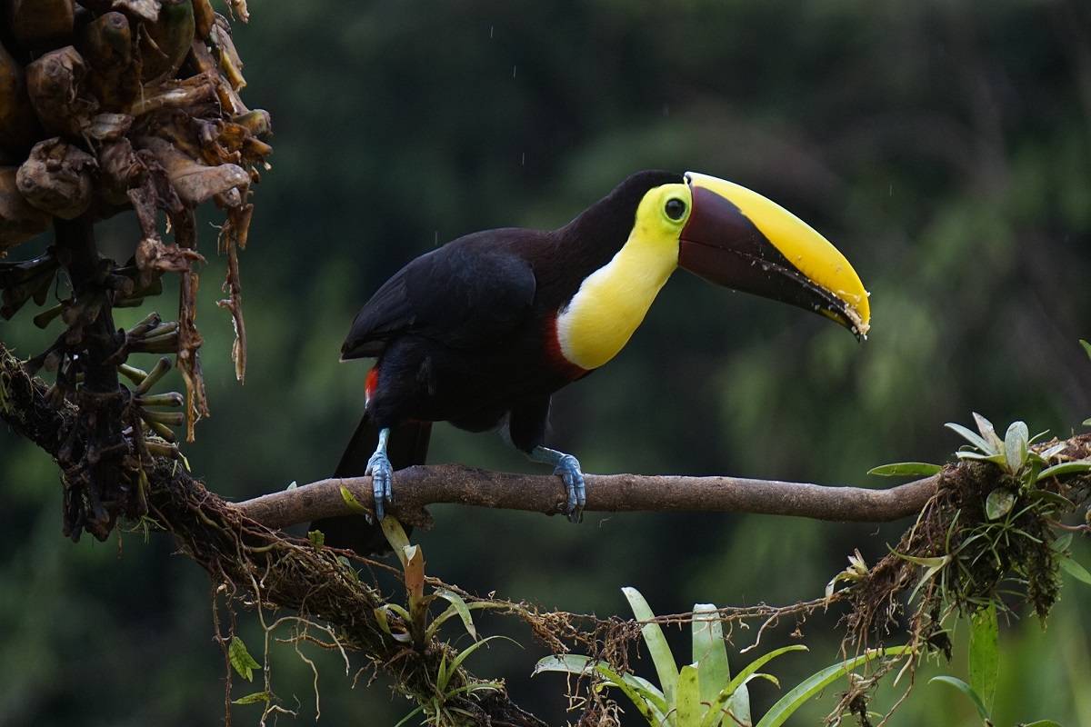 Toucan Chestnut Bird