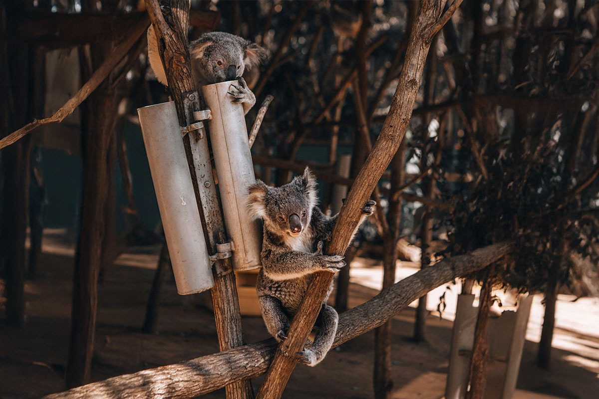 Koalas at the Currumbin Wildlife Sanctuary in Gold Coast 