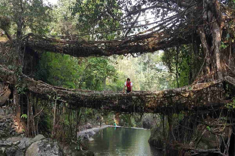 Double-Decker Living Root Bridge Nongriat Meghalaya